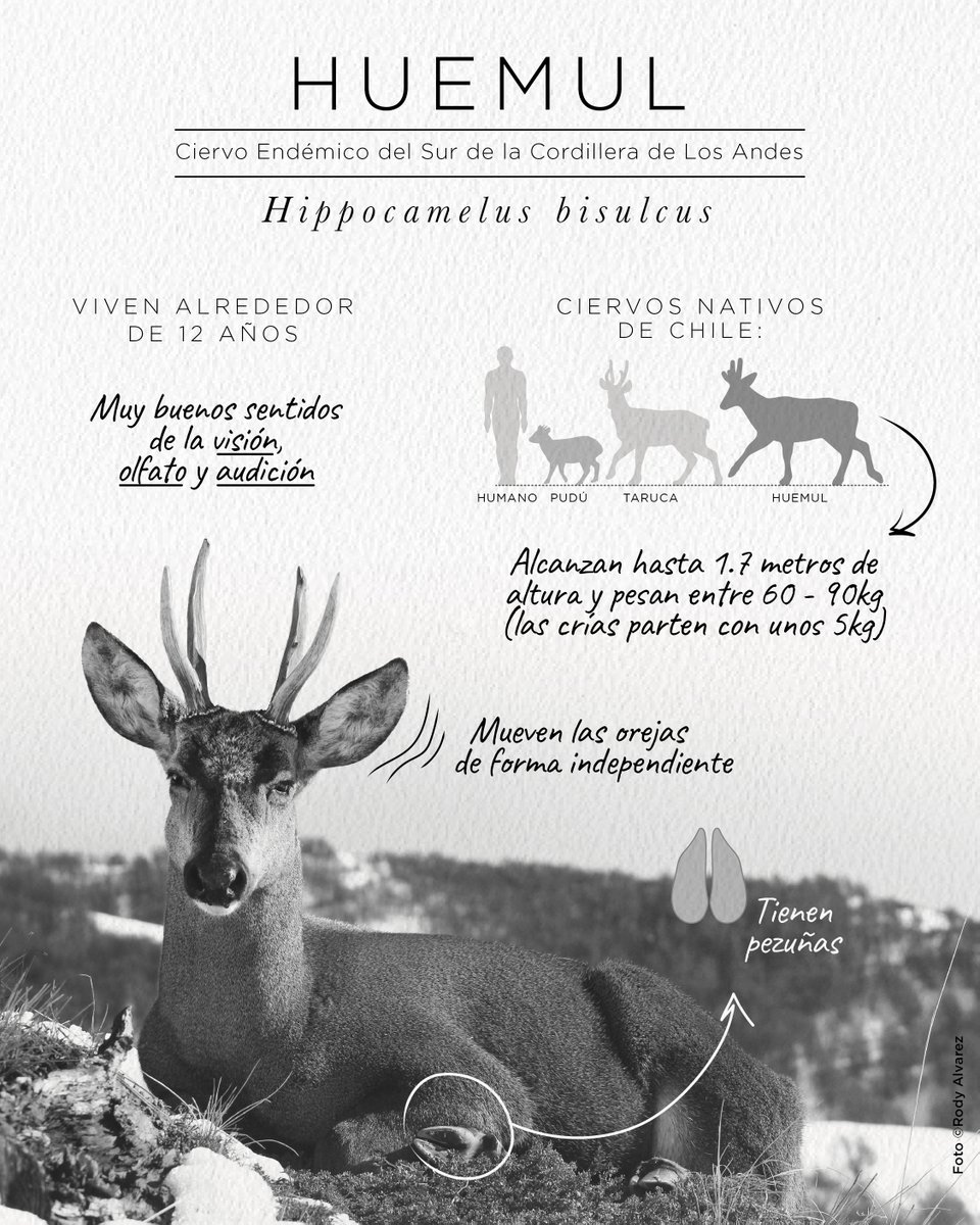 La pérdida y degradación de hábitat ha provocado que las poblaciones de huemul sean cada vez más pequeñas y fragmentadas generando extinciones locales en ciertas zonas del país.  (1/3)