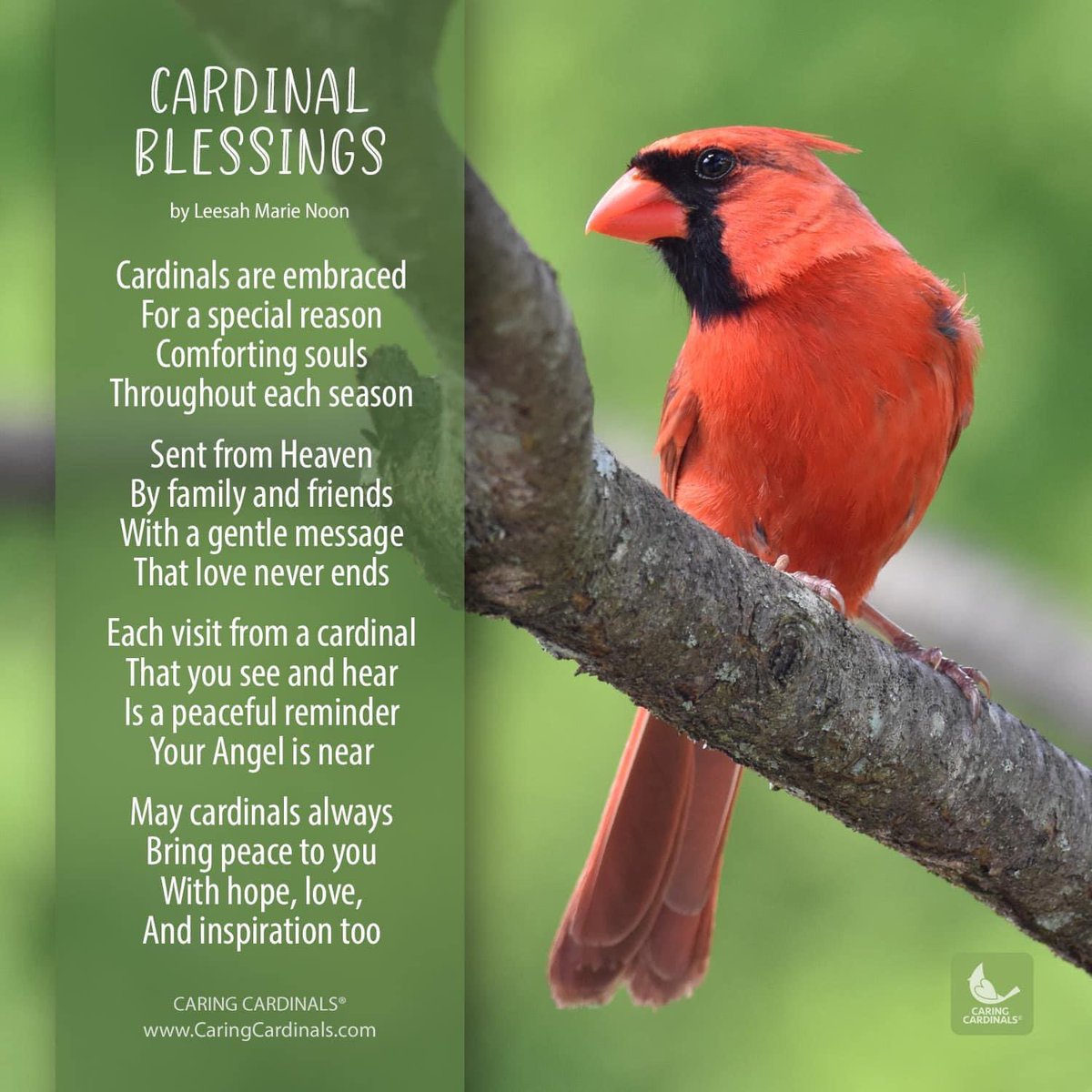 ♥️ Visit CaringCardinals.com for inspirational cardinal stories, poetry, photos, gifts, and more!

#cardinals #angels #signs #heaven #spirituality #caringcardinals #faith #love #hope #god #spiritual #birds #cardinalgifts #memorialgifts #nature #sympathygifts #bereavementgifts