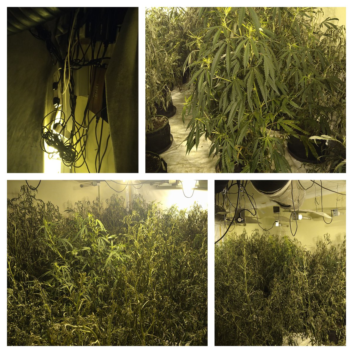 Officers were called to an address in Dunscroft this morning after a repossession order was placed on a property and a cannabis set up was found.
This appears to be a good example of what happens when you don’t water your plants in the middle of a heat wave!