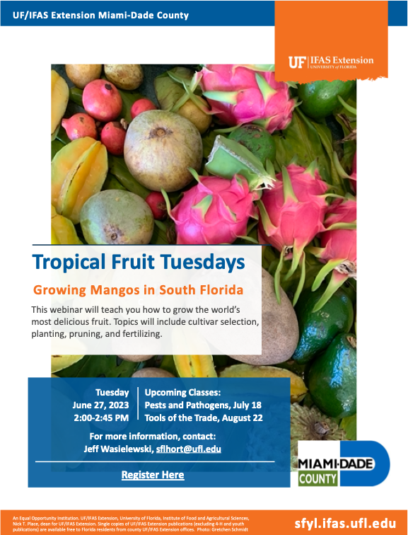 Join Jeff Wasielewski today at 2:00 pm to learn how to grow #Mangos. Register here: ufl.zoom.us/meeting/regist… #TropicalFruitTuesday