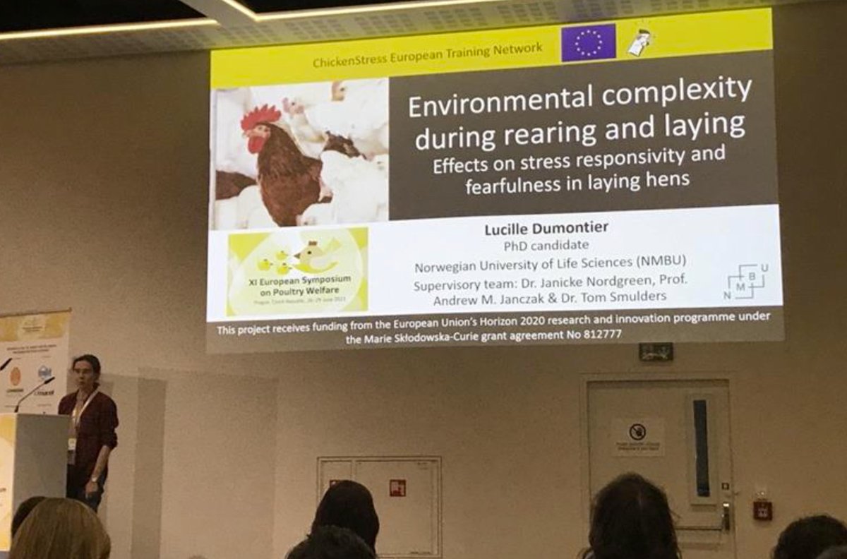 ChickenStress tweet media