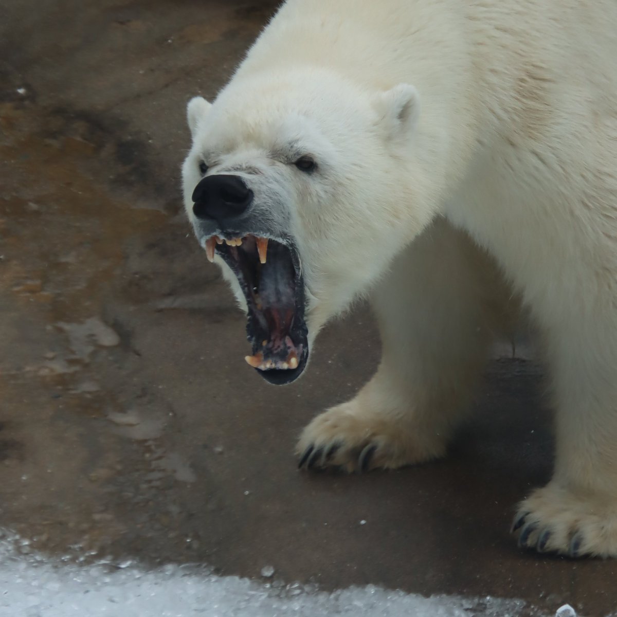 いつものミユキ
＃王子動物園 ＃ホッキョクグマ