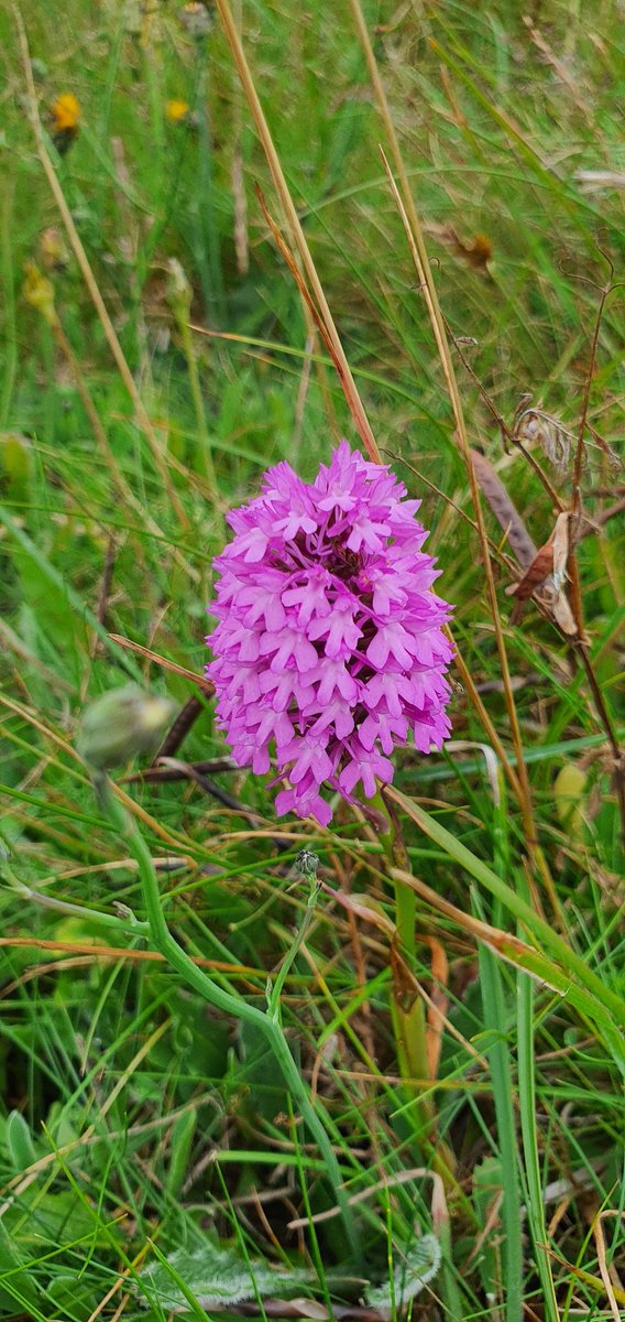 Happy Summer!🌞 
The Pyramidal Orchid. An orchid, and easily found in various soil types, but especially sand dunes. Becoming quite popular for urban gardeners transplanting them into their borders!  No harm I suppose.  
#CoastalSeries #Orchid #Dublin #Ireland #BullIsland #Pink