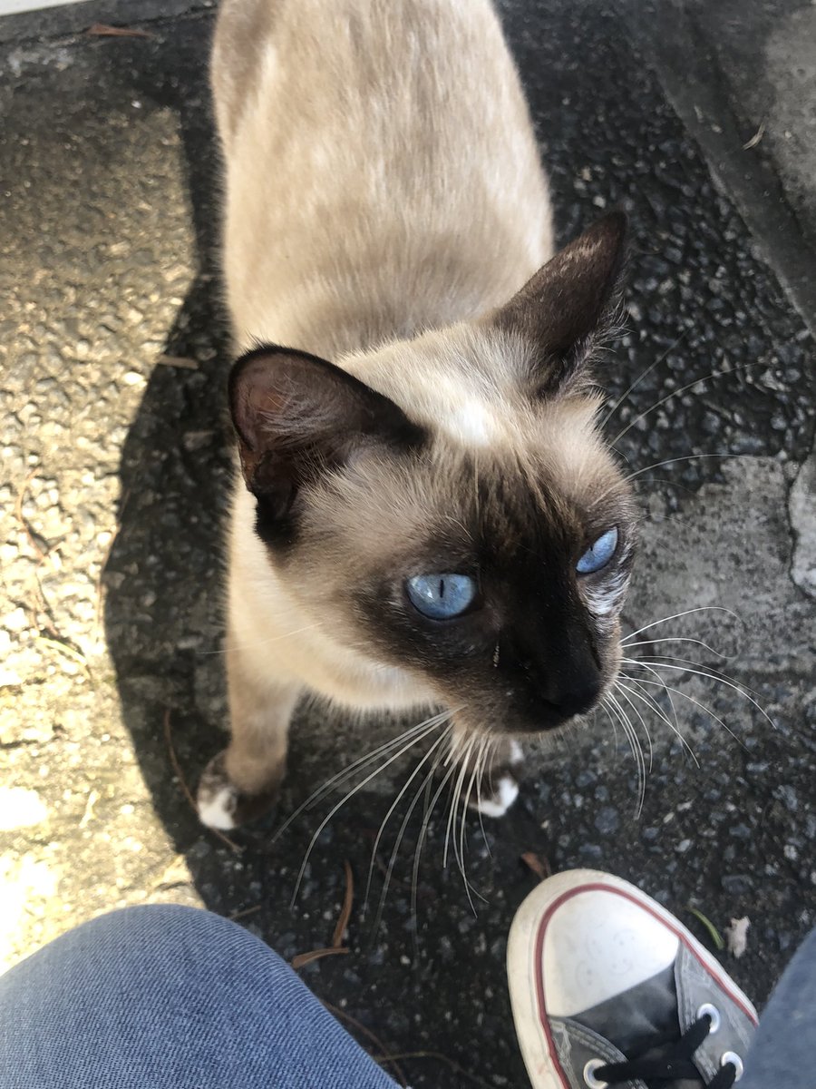 macsstudies's tweet photo. off study// vejam os olhos desse gatinho que eu vi hj saindo da psicóloga!!! https://t.co/SG8O0XFm0h