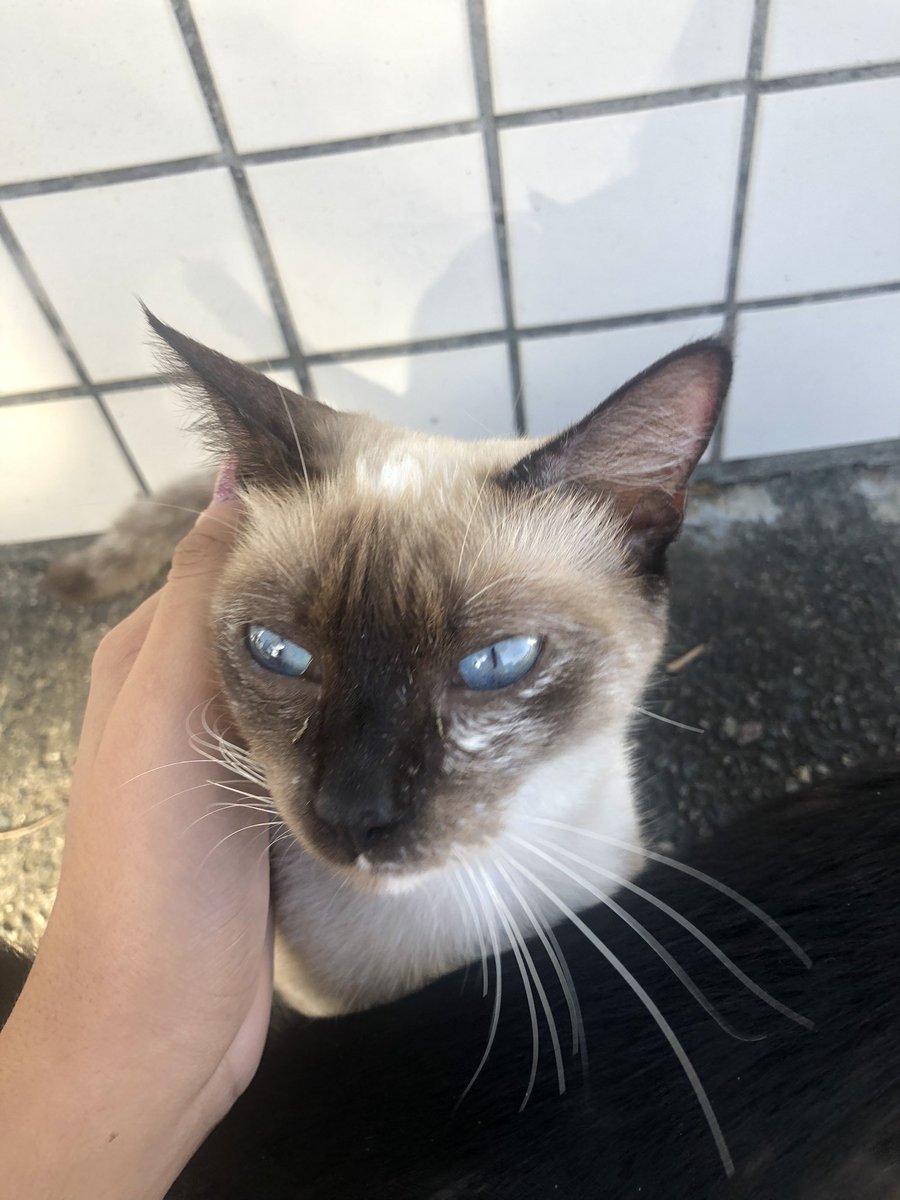 macsstudies's tweet photo. off study// vejam os olhos desse gatinho que eu vi hj saindo da psicóloga!!! https://t.co/SG8O0XFm0h