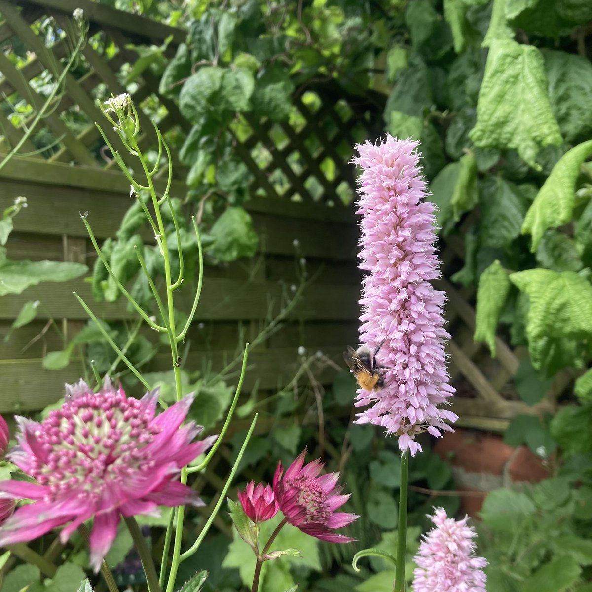 This year Fran Halsall has taken on Sheffield Open Wildlife Gardens and is looking to see whether there is interest from people opening their gardens in August and September. You can register your interest here: forms.gle/Rq7Yg8vP5iHpV1…