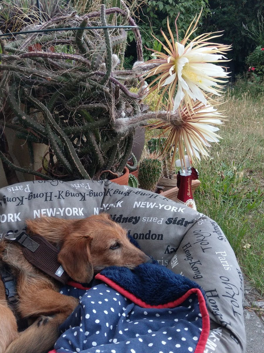 freitagsfrau's tweet photo. #KöniginDerNacht
#Struppi #DogsOfTwitter #twitterrudel https://t.co/L2GHpZuAzw