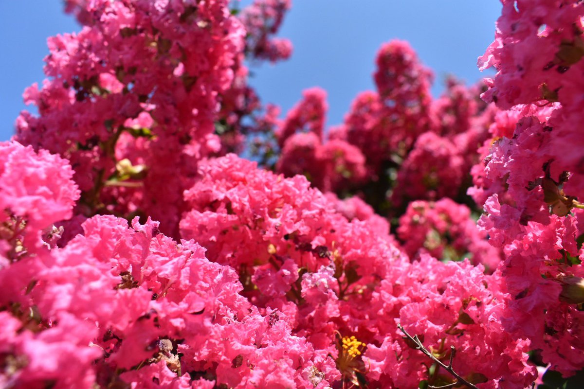 A thread of happy flowers on this gloomy day 🌸🌷🌻🌺 (1/4)