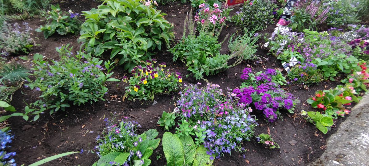 Our End Polio Now garden daily watering rota has been supplemented with a weeding party today!

Also we had a secret waterer yesterday... Who was it??! ⛲🪻💜 

<a href="/LlarcsTorfaen/">LLARCS</a> 
<a href="/croesyschool/">Croesyceiliog School</a> 
<a href="/OfHenllys/">Henllys Rotary</a> 
<a href="/CwmbranLife/">CwmbranLife</a>