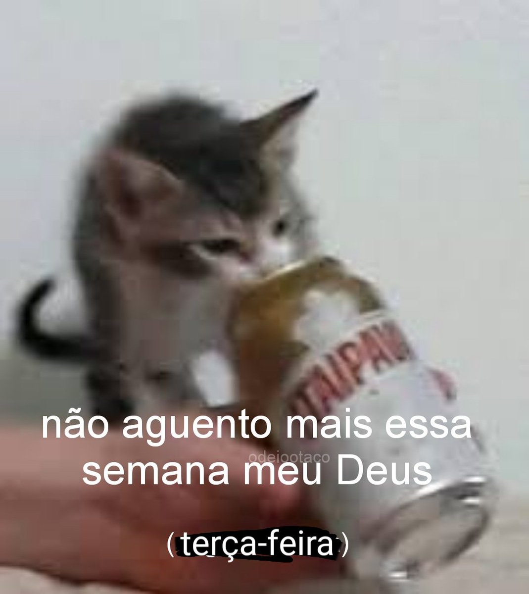 perfil dedicado a gatinhos e peitos (@odeiootaco) on Twitter photo 