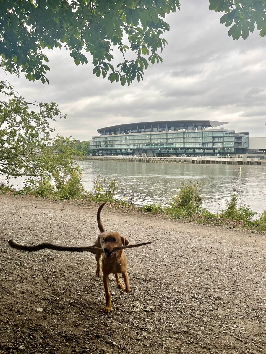 Evening walkies by the river #ffc #coyw