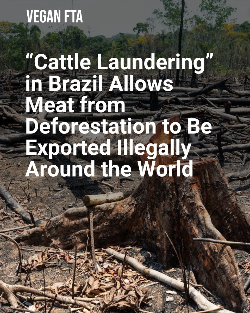 “Cattle laundering” in Brazil allows meat from deforestation to be exported illegally.

More than 800m trees were cut down in the Amazon rainforest between 2017 and 2022 to feed met demand.

👉 Read more: veganfta.com/2023/06/20/cat…

#cattlle #brazil #deforestation #beef #meat