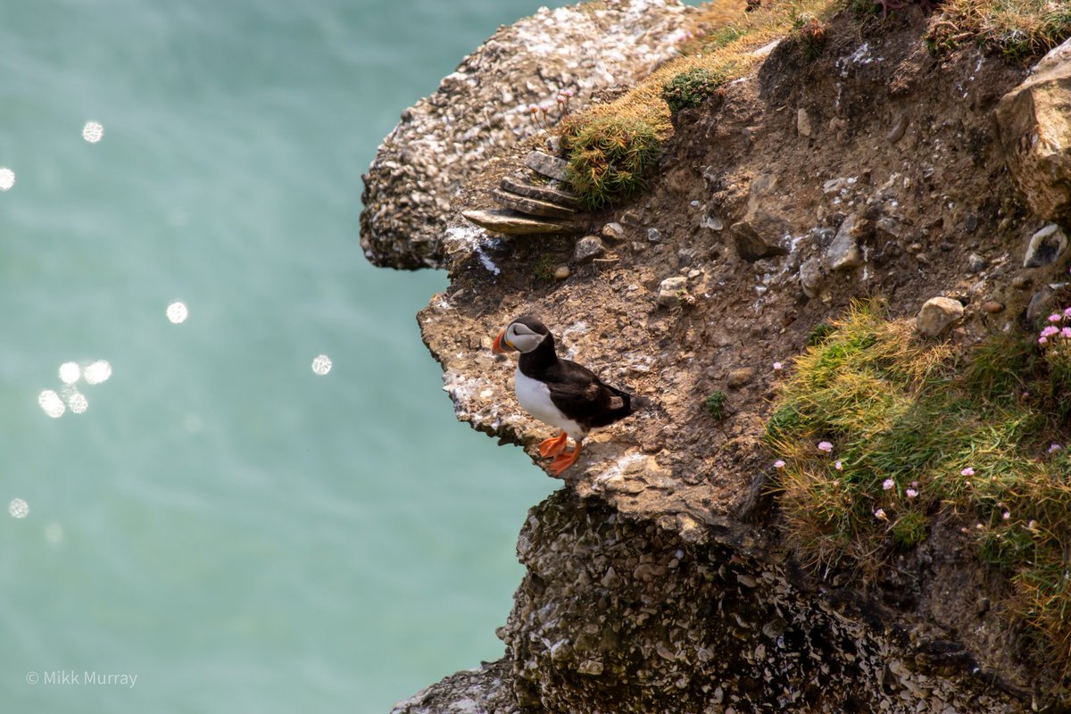 Aren't puffins brilliant! #wildlifephotography #sea #BirdsSeenIn2023