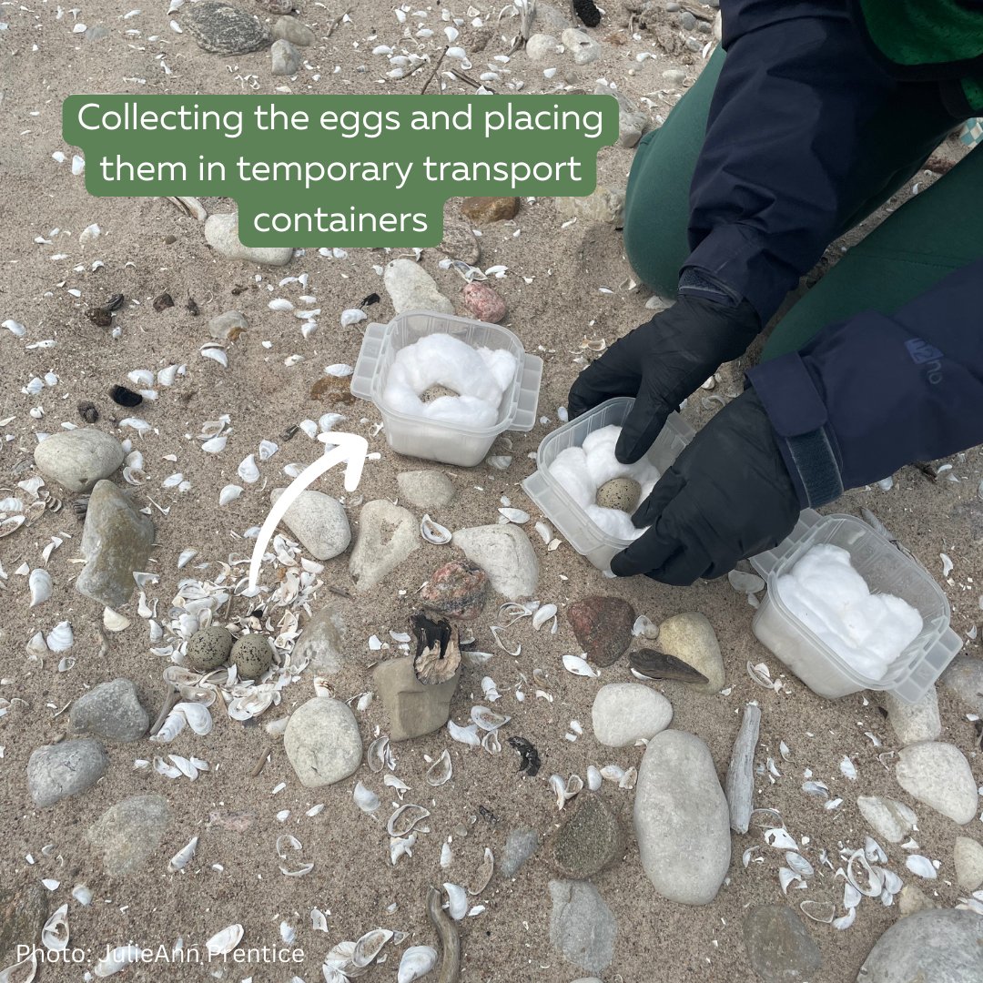 Ontario Piping Plover Conservation Program (@ontarioplovers) on Twitter photo 1/4 We are excited to share a BIG update with you! This season <a href="/BirdsCanada/">Birds Canada</a> has salvaged abandoned Piping Plover eggs in Ontario, and taken them to the captive rearing facility in Michigan, which is operated by the <a href="/detroitzoo/">Detroit Zoo</a> and <a href="/UMBS/">UM Biological Station</a>. 1/4 We are excited to share a BIG update with you! This season <a href="/BirdsCanada/">Birds Canada</a> has salvaged abandoned Piping Plover eggs in Ontario, and taken them to the captive rearing facility in Michigan, which is operated by the <a href="/detroitzoo/">Detroit Zoo</a> and <a href="/UMBS/">UM Biological Station</a>.