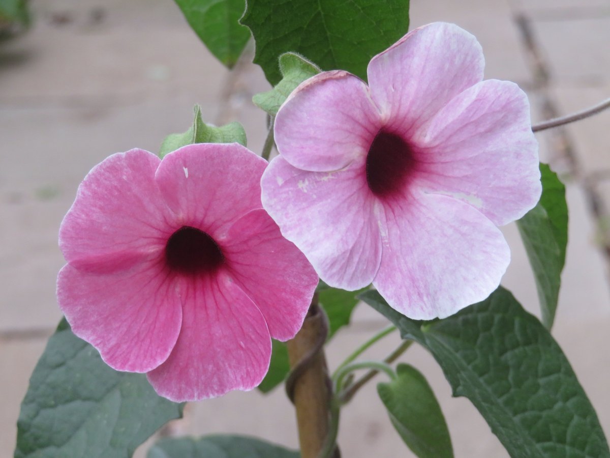 ThreadSquirrel's tweet image. #Thunbergia 'Rose Sensation' started flowering this week.  This is the first time I've grown pink-flowered black eyed susies.  The flowers are bigger too.  #HouseplantHour