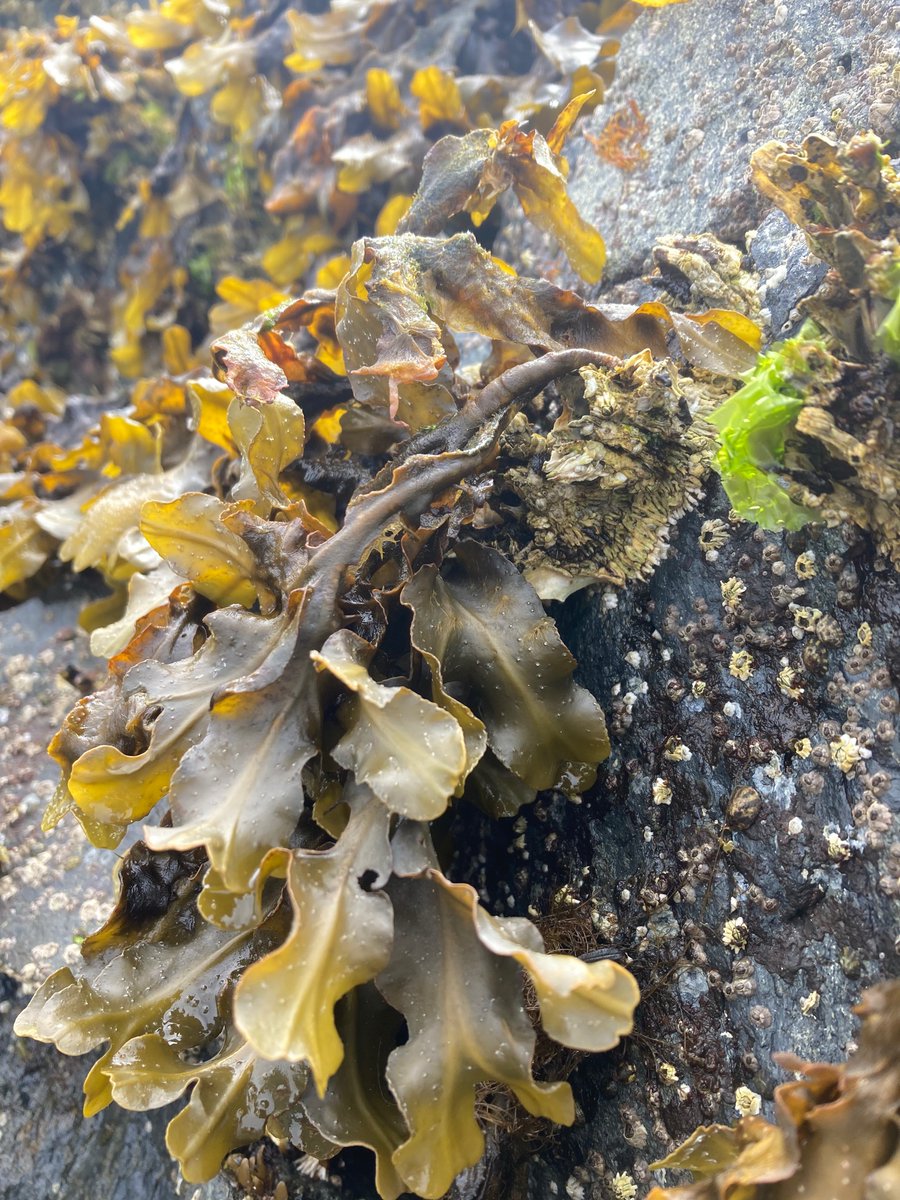 Cascade Sorte (@cascadejbs) on Twitter photo .@BrackenLab & I are in #Sitka AK 3 wks working on 2 projects. 1st: a global study led by Mads Thomsen in NZ(we’ll provide 2 case studies)of facilitation cascades. Mine is Fucus growing on Semibalanus. Do these cascades increase diversity?So far max=23 spp on 1 barnacle! <a href="/UCIEEB/">UCI Ecology and Evolutionary Biol</a> .@BrackenLab & I are in #Sitka AK 3 wks working on 2 projects. 1st: a global study led by Mads Thomsen in NZ(we’ll provide 2 case studies)of facilitation cascades. Mine is Fucus growing on Semibalanus. Do these cascades increase diversity?So far max=23 spp on 1 barnacle! <a href="/UCIEEB/">UCI Ecology and Evolutionary Biol</a>