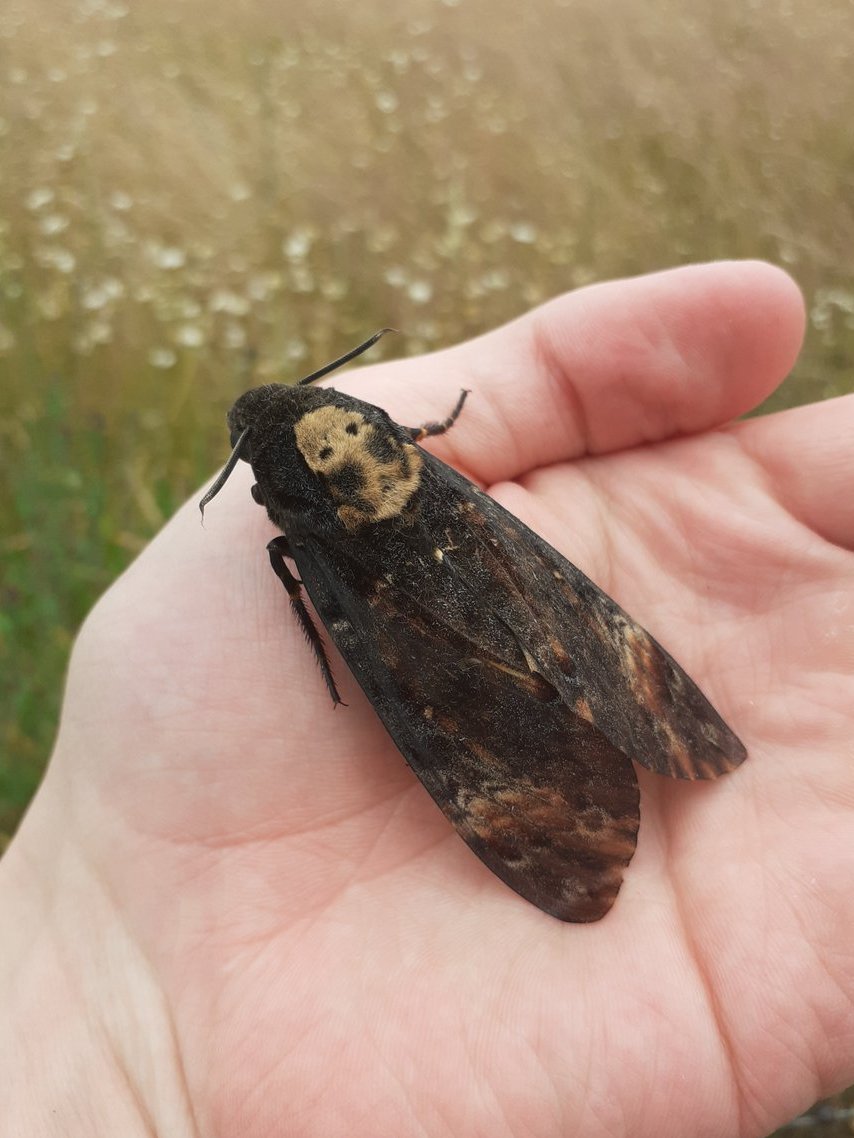 SG_devon's tweet photo. Still can't quite believe it... absolutely blown away to get this Death's-head Hawk-moth to light in my Devon garden last night! @MigrantMothUK https://t.co/0agVEK7K8D