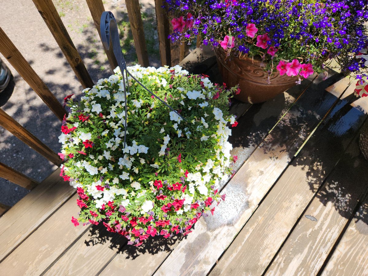 𝕃𝕠𝕔𝕦𝕥𝕦𝕤 𝕠𝕗 𝔹𝕠𝕣𝕘™ on Twitter "RT ProudAFAmerican I went out to water the plants on my deck