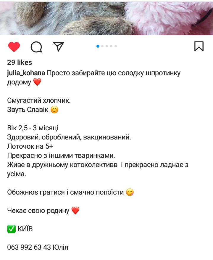 #Київ 
Юля шукає родину для Славіка.
Вік приблизно три місяці. Щасливий маленький хлопчик у дбайливі і відповідальні руки!

Будь ласка, поширте 🐱💗