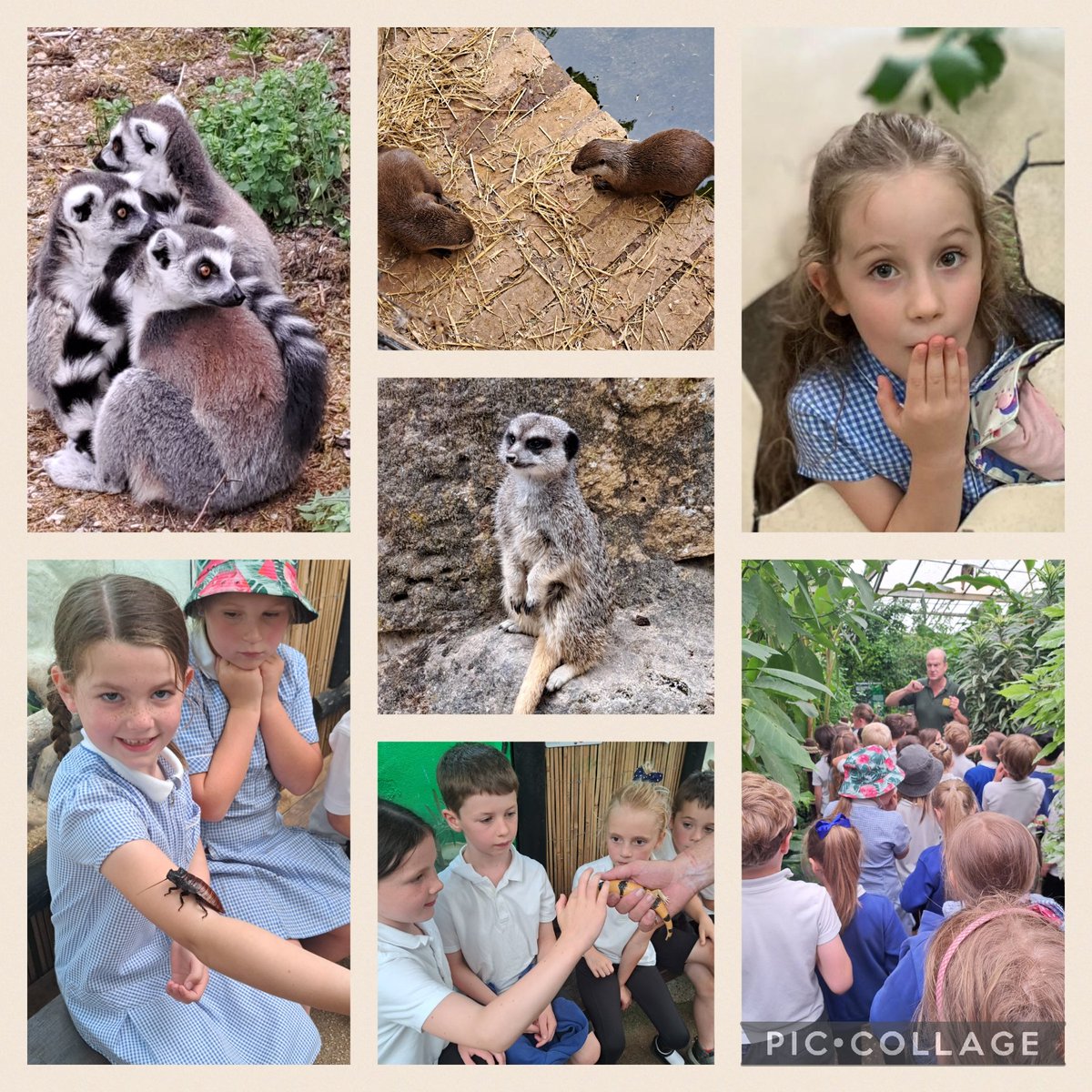 BradwayY2's tweet photo. Just a few shots of our trip to @TropButterfly today. The children had a fantastic time and fell in love with the amazing array of butterflies 🦋🥰🥰🥰
#bradway #year2 @BradwayScience https://t.co/tljCepTRfd