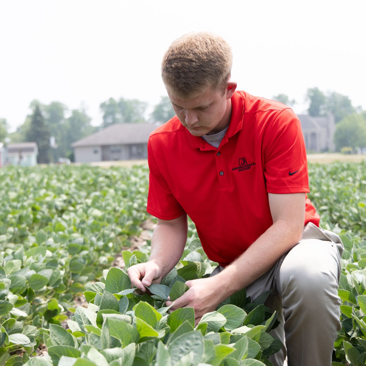 Our intern Dylan is checking out Merschman Soybeans in the West Point Show Plot! It's hazy in the background due to the Canadian wild fires. Are you being affected in your area too? 🌱