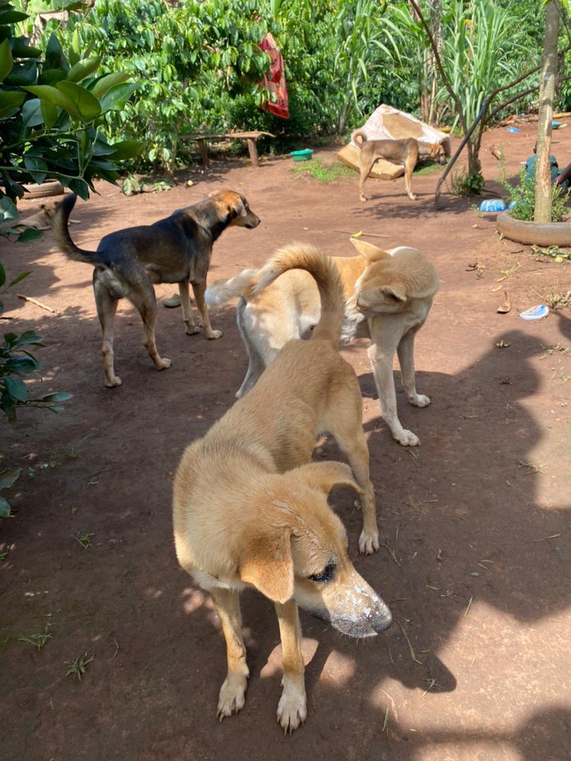 Tuesday with our bestie.
Every day we need to put food onto their faces.

Please if u can help ,feel free to support us by clicking the Link 👇for donations.link:https://t.co/kbAuHfsBpf

Thank you to all animal lovers ❤️