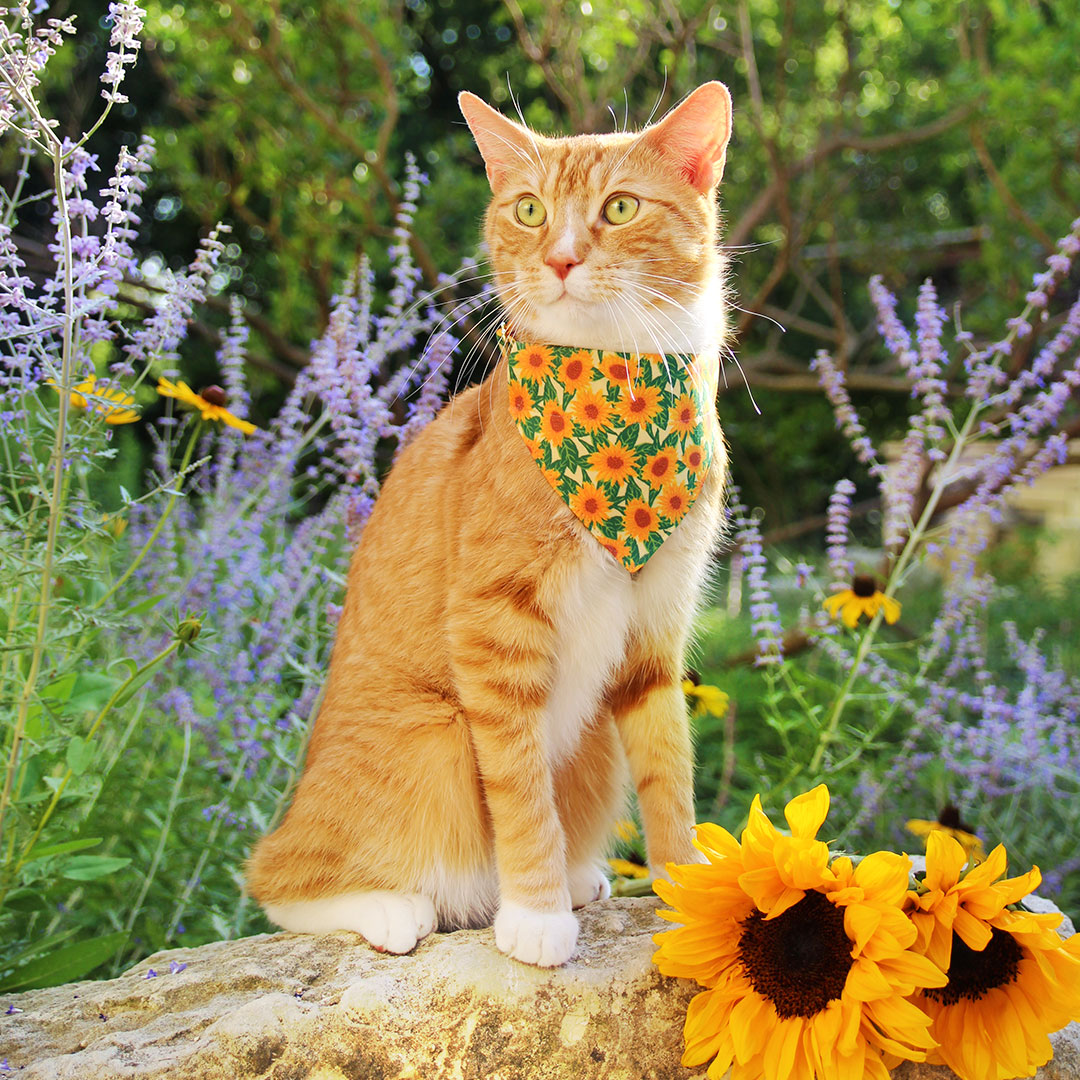 MadeByCleo's tweet photo. Today's mood: #sunflowers and nature hikes. Who's in?
Available in #catcollar, #catbowtie + #catbandana options.🧡 https://t.co/th4FZ24wpP https://t.co/NQbK09xmaG