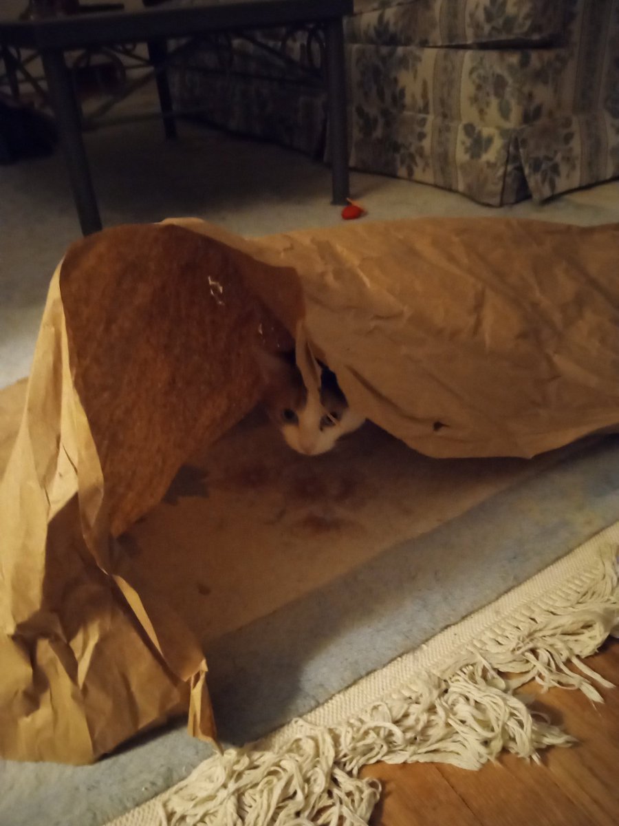 Klunk🐈 tweet media