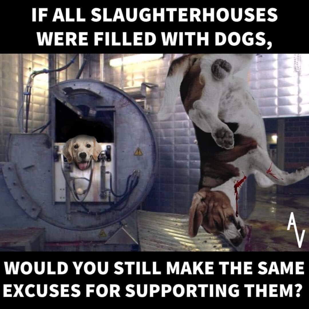 SerraoMarcus's tweet photo. If all slaughterhouses were filled with dogs, would you still make the same excuses for supporting them? 

There's no excuse for animal abuse! 

Live your values!  Stop being a hypocrite!

Go vegan: https://t.co/KX5gsSVzTF https://t.co/ZJWqfFV4t7