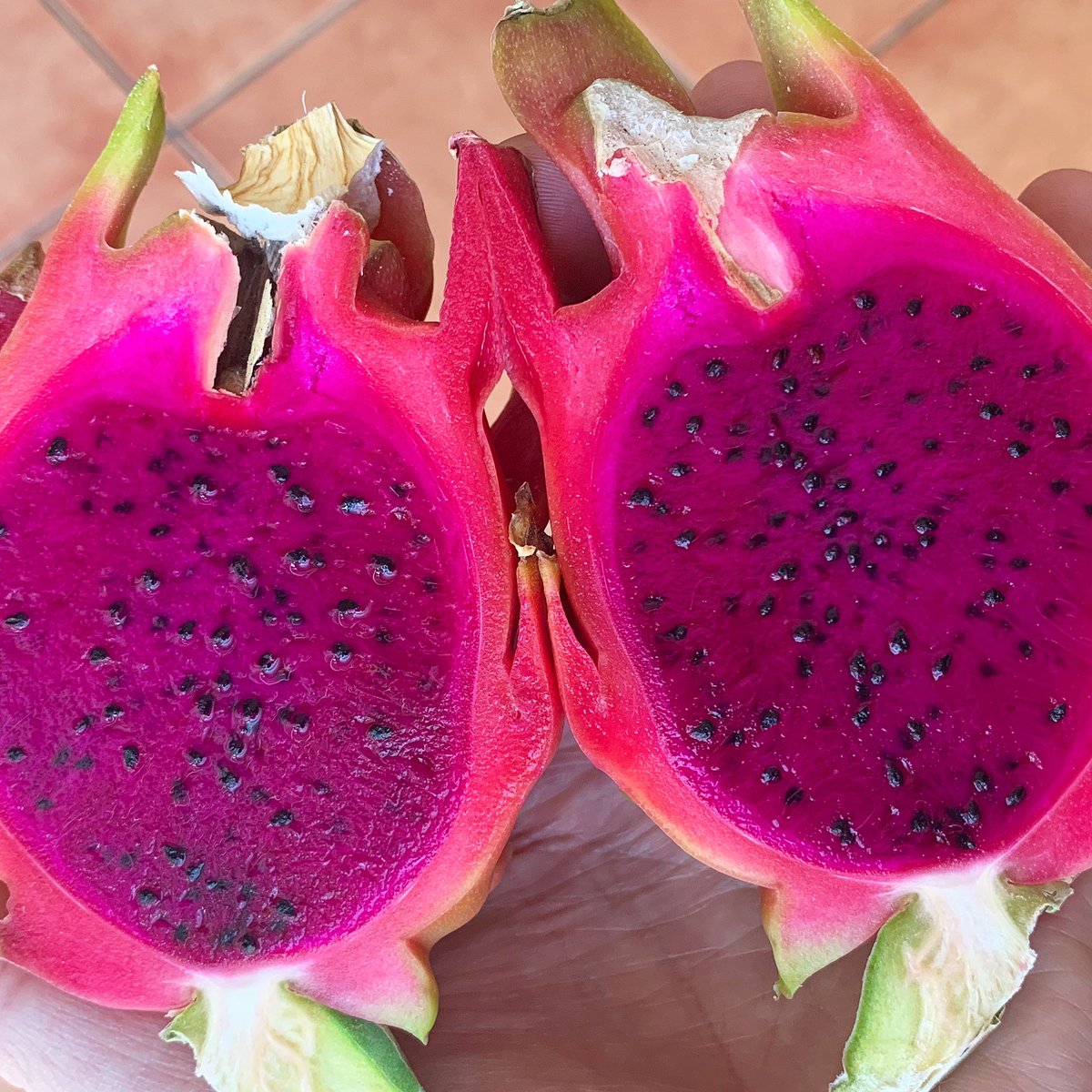 Here you are! Tasting the first Gospa DRAGON FRUIT of the season! Less than 2 weeks we start… Delicious!♥️
INFO👉info@gospacitrus.com
#ChooseGospa
#GospaCitrus #organic #organicfarming #bio #organicfood #vegan #farm #seville #exoticfruits #dragonfruit #gospaexotics #fruits