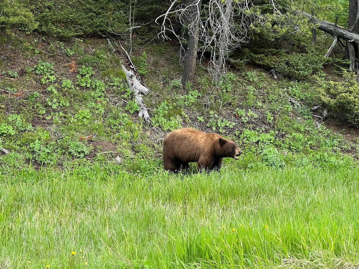 silvergate_MT's tweet photo. ... Our Team Member Jay, took some Beautiful Photos while Enjoying a Day Off... These are just some of The Perks of Working at Silver Gate Lodging!!! 😉 #silvergatemontana #silvergatelodging #getoutside  #hike #explore #bears #moose #relax #unwind #experience #realmagic https://t.co/ORlPrhWTCE