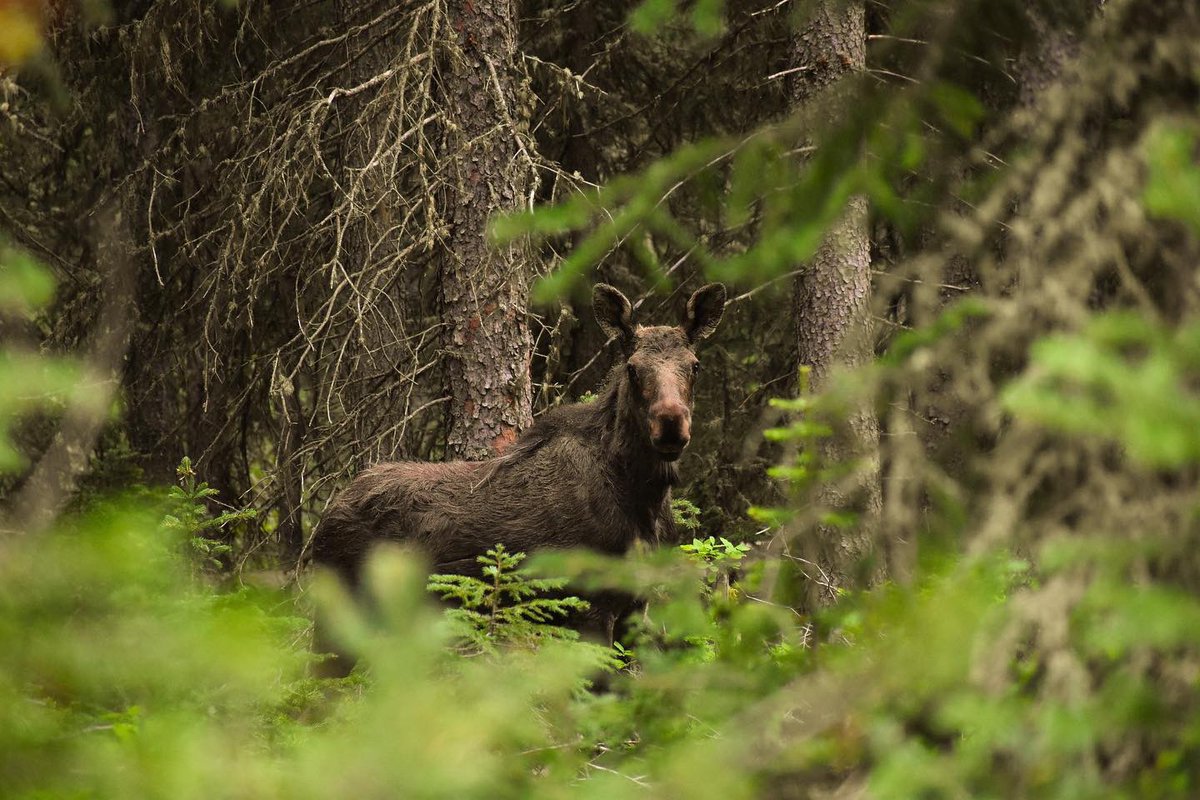 silvergate_MT's tweet photo. ... Our Team Member Jay, took some Beautiful Photos while Enjoying a Day Off... These are just some of The Perks of Working at Silver Gate Lodging!!! 😉 #silvergatemontana #silvergatelodging #getoutside  #hike #explore #bears #moose #relax #unwind #experience #realmagic https://t.co/ORlPrhWTCE