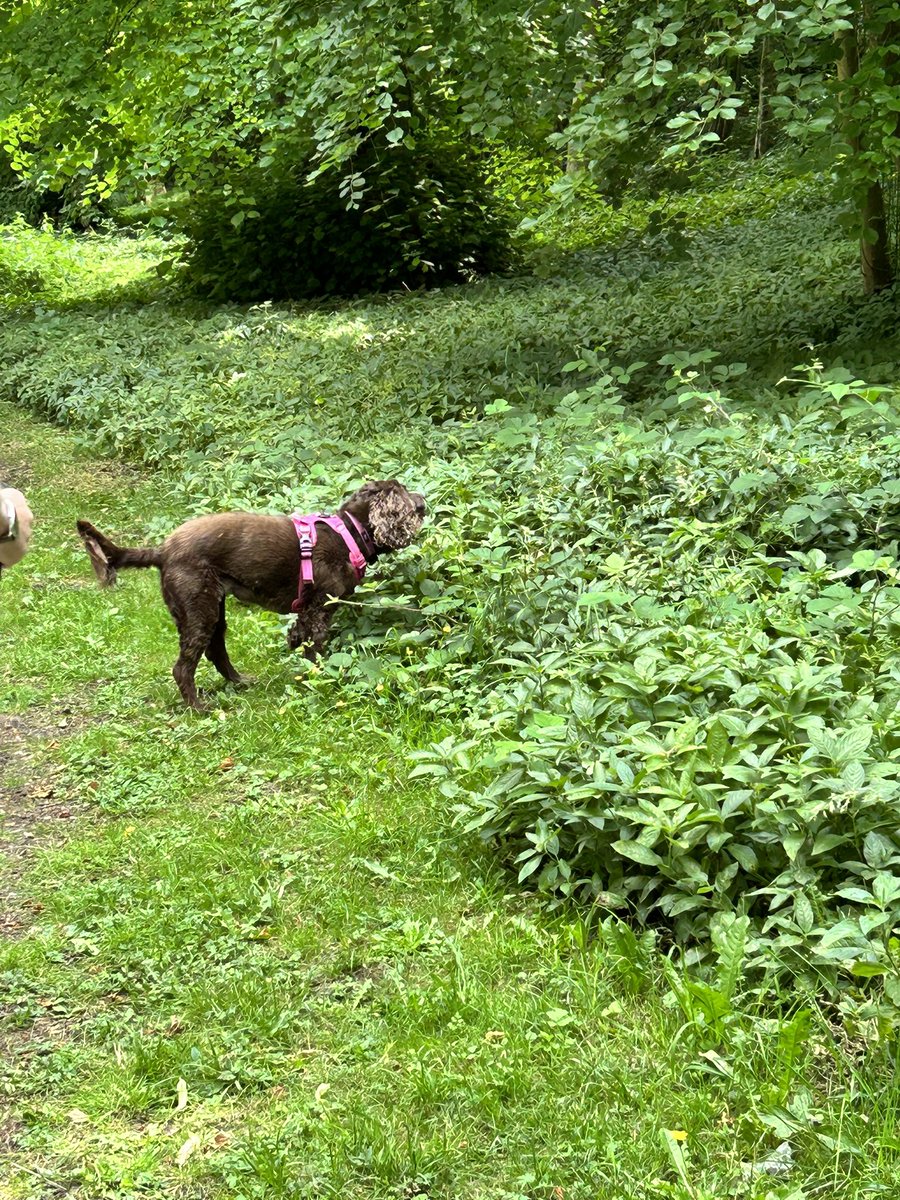 Happy Tuesday luffly park walkies wif pal Hettie pub lunch too yum 😋