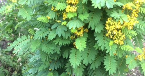 Have you seen Wild Senna in the #BeaverCreekWetlands? Be on the look out as it blooms in July and August. This native plant supports bees and it attracts hummingbirds and butterflies. Wild Senna is also the larval host plant for the Coudless Sulpher Butterfly! #WetlandWednesday