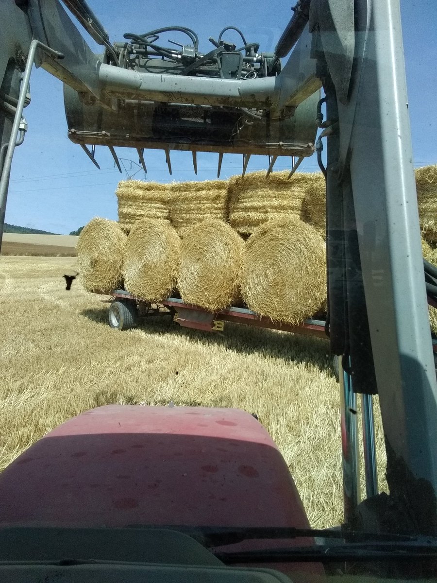 Pascal21cor's tweet image. C&apos;est fou j&apos;ai pas encore commencé la #Moisson2023 et déjà de la paille pour mes 🐄🐄🐄
De nombreuses personnes l&apos;ignore mais parfois une collaboration éleveurs céréaliers ce mettent en place, grâce à un échange paille fumiers 
#FrAgriMoisson2023