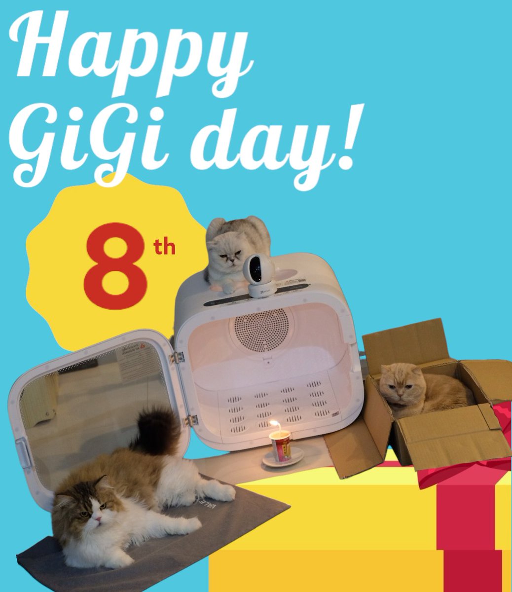 GerGiJackthecat's tweet photo. Happy birthday!!! 🎉🎉🎉🎉🎉🎉🎉🎉 🥳🥳🥳 🧡🧡🧡 #GiGithecat #birthdaygirl
#gergijack
#gingerthecat #scottishfold
#jackjackthecat #persiancat
#cat #cutestcat https://t.co/ycF8n8gUPj