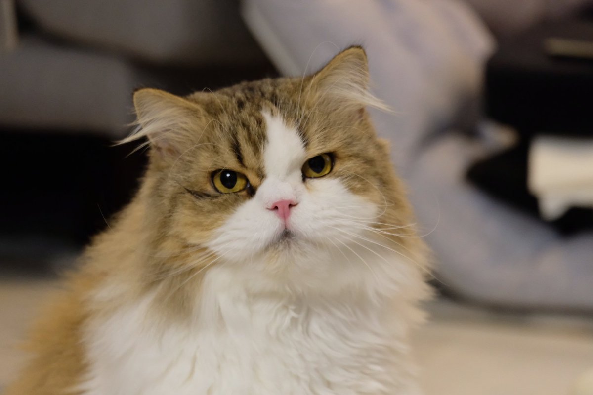 Happy birthday!!! 🎉🎉🎉🎉🎉🎉🎉🎉 🥳🥳🥳 🧡🧡🧡 #GiGithecat #birthdaygirl 

#gergijack 
#gingerthecat  #scottishfold 
#jackjackthecat #persiancat 
#cat #cutestcat