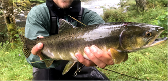 “Prospects for the future of pink salmon in three oceans: From the native Pacific to the novel Arctic and Atlantic” 🐟

Check out this new paper from researchers - including #UBCForestry’s Dr. Scott Hinch! Learn more: bit.ly/3Ncdy9g