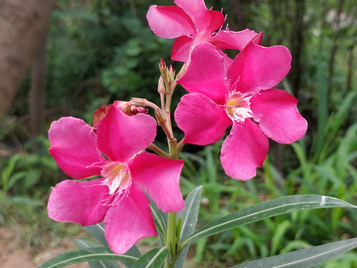 D ☘︎ clicks, Today

#NaturePhotography
#tuesdayvibe #pictures
#photography #photo
#photographer #nature
#Trending #gardening
#GardenersWorld
#garden #Flowers

#SimpleFeelings