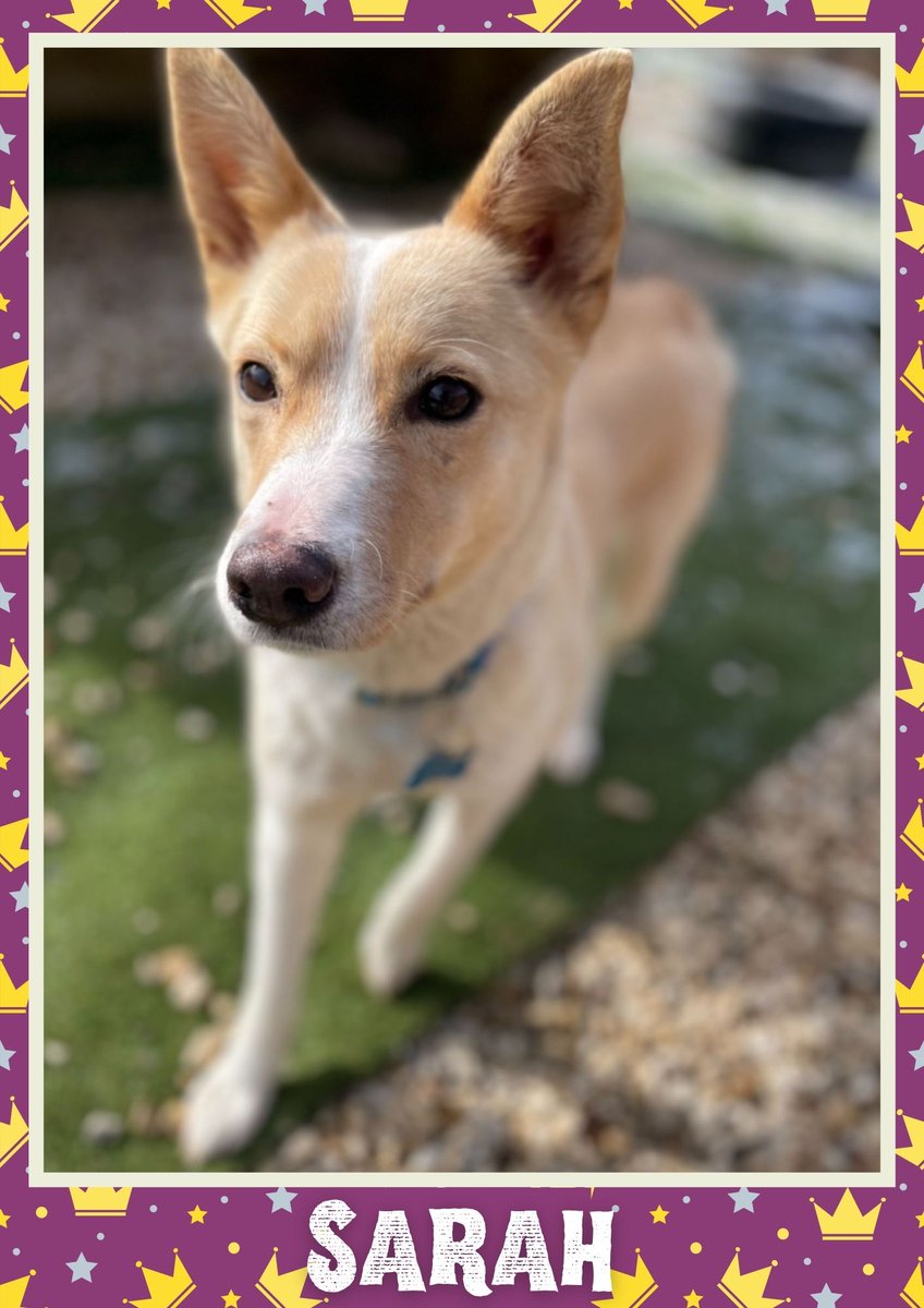 Sarah would like you to retweet her so the people who are searching for their perfect match might just find her 💚🙏 oakwooddogrescue.co.uk/meetthedogs.ht… #teamzay #dogsoftwitter #rescue #rehomehour #adoptdontshop #k9hour #rescuedog #adoptable #dog