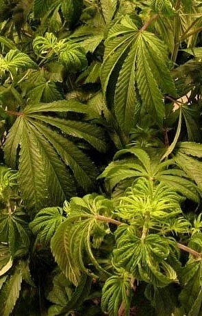 Seedsman tweet media
