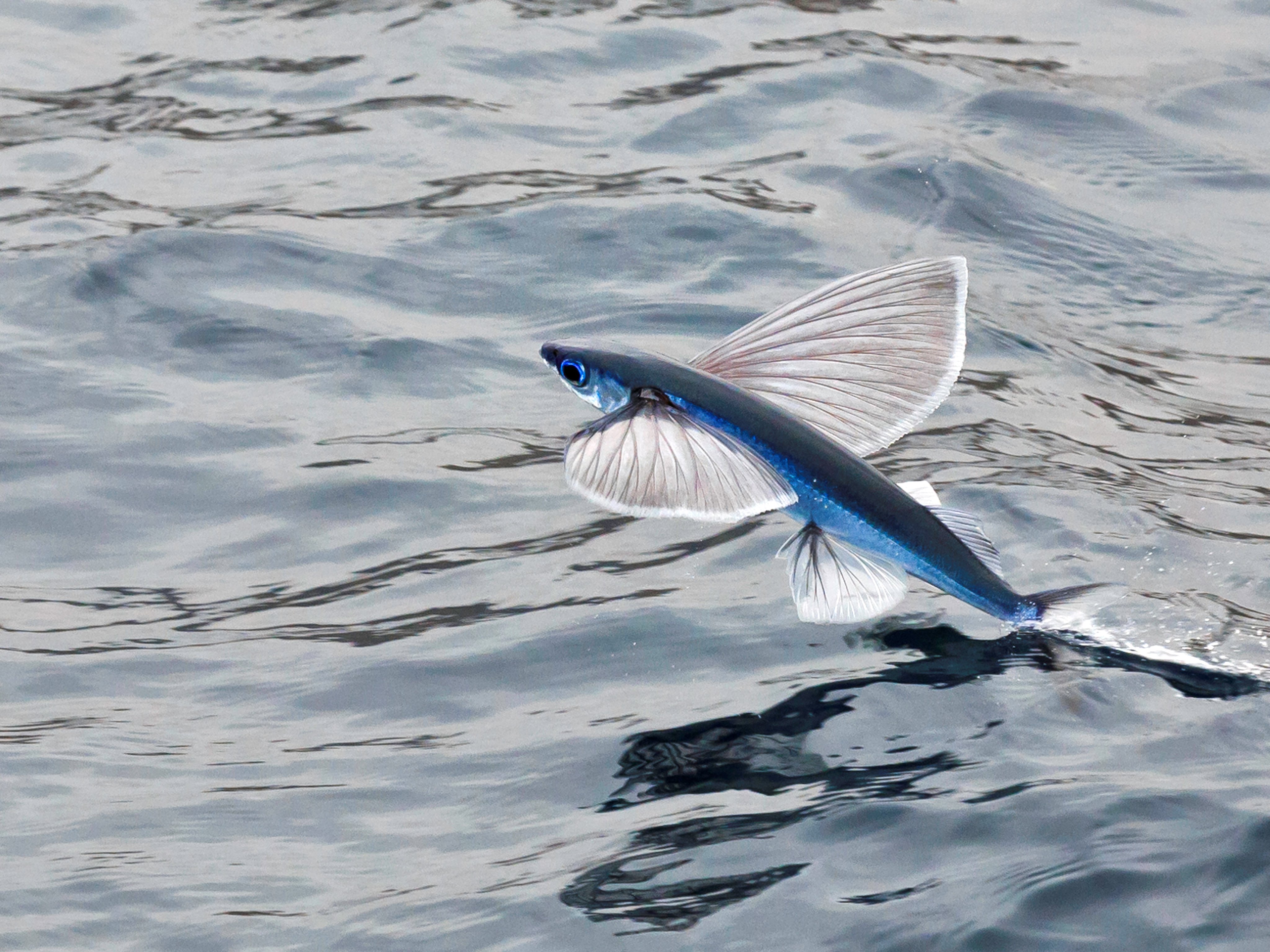 Bryan William Jones on X: The first time I saw flying fish, I was stunned.  They actually fly. Not just hop out of the water for a couple feet, but  *fly* hundreds