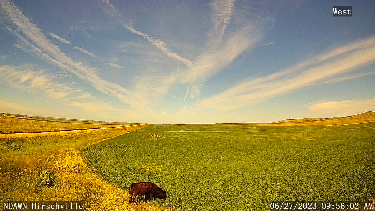 DarylRitchison's tweet image. Looks like we have an escapee @NDAWNmesonet Hirschville.  #ndwx #cattleproblems #mesonetproblems