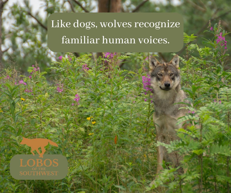 Wolves recognize the voices of familiar humans, according to a study that has implications both for the story of canine domestication and our broader understanding of the natural world: ow.ly/6zQ350OWjKk