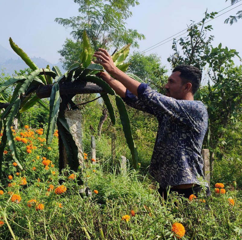 Meet Chetan. 

Through donor support and a Paul Polak Innovation Fund project, this Nepali farmer doubled his dragon fruit harvest using tricho-vermicompost. He even grew an additional crop of marigolds to sell during festival season, generating even more income!