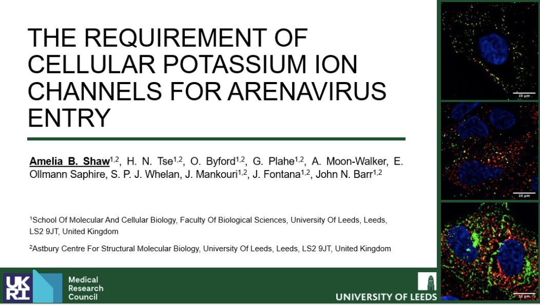 Barr Lab (@barrleeds) on Twitter photo Be sure to see our post-doc <a href="/DrAmeliaBriony/">Amelia Shaw</a> discuss her exciting research on how #arenaviruses utilise potassium for uncoating during entry and the potential to repurpose channel inhibitors for a pan-#bunyavirus antiviral 🦠
W59-4, today (Tues) @ 2:15pm, Athena AB #ASV2023 Be sure to see our post-doc <a href="/DrAmeliaBriony/">Amelia Shaw</a> discuss her exciting research on how #arenaviruses utilise potassium for uncoating during entry and the potential to repurpose channel inhibitors for a pan-#bunyavirus antiviral 🦠
W59-4, today (Tues) @ 2:15pm, Athena AB #ASV2023