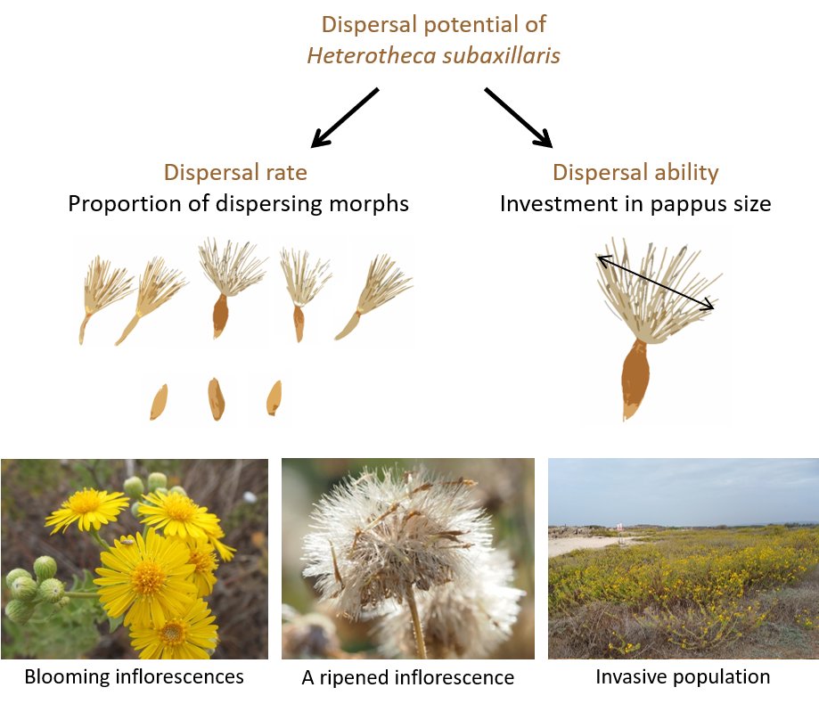 Botanical_'s tweet photo. Trade-off between dispersal traits in a heterocarpic plant across its invasion route 

(New #AJB research by Dafna Robinson, Tatiana Bogdanova, Oded Cohen &amp; Michal Gruntman)   https://t.co/xIHjz4D9es #botany #ecology #Asteraceae @wileyplantsci @WileyEcolEvol https://t.co/BCbRUsoQEL