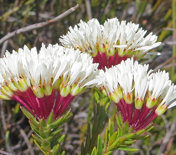 Fernkloof tweet media