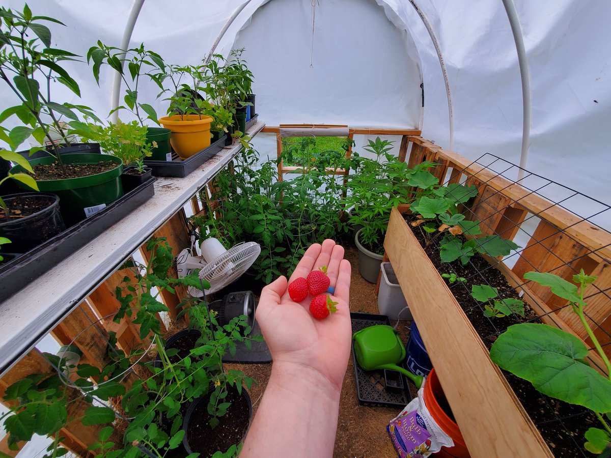 Greenhouse looking RIPE