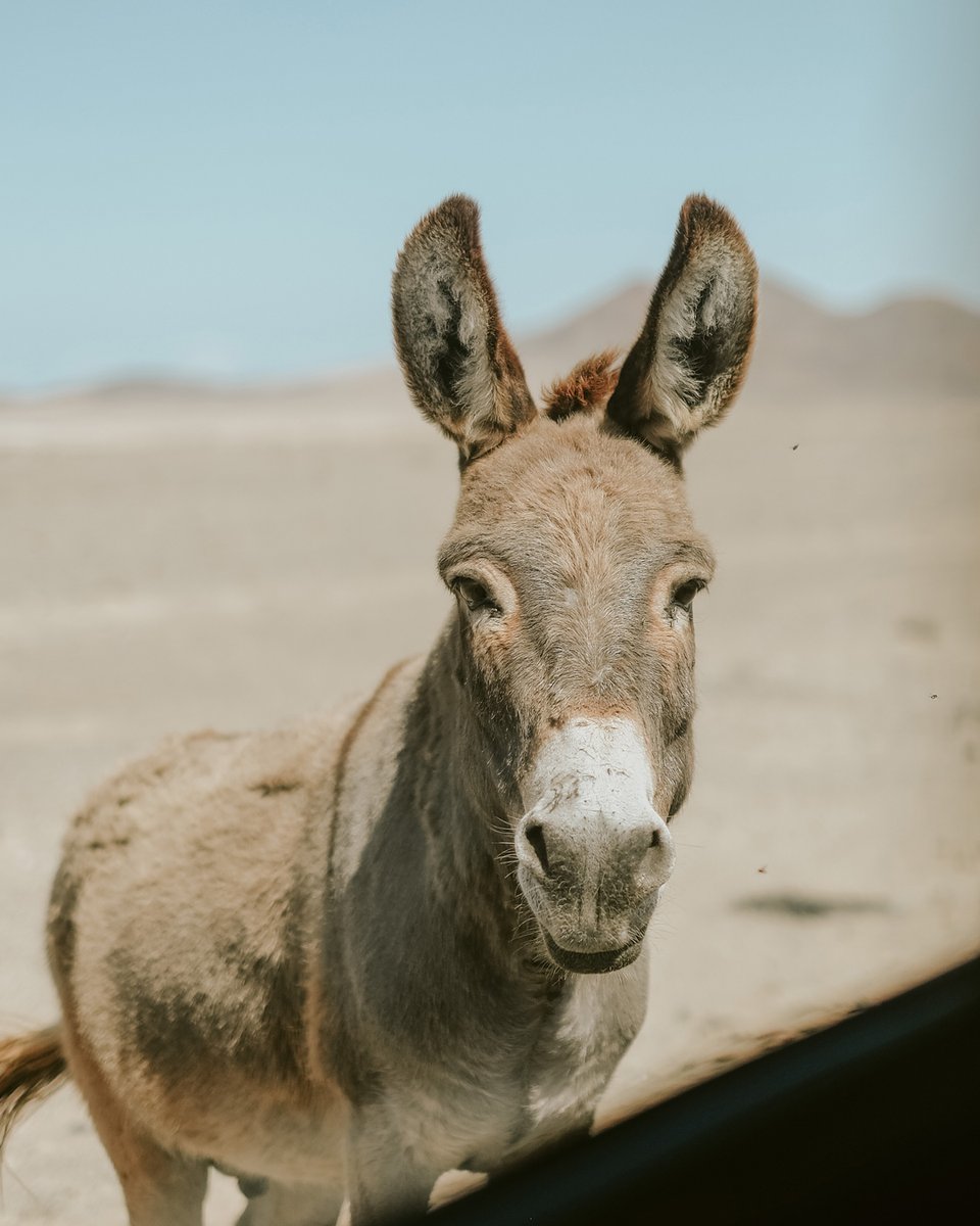 found this little donkey on the way to the beach...

#beachlife #holiday #sun #fun #love #nature #surfcampfuerteventura #surfschool #homeattheocean #ocean #surf #surfcamp #surfing #inspiration #enjoy #animal #kanaren #fuerteventura #beach #perfectday #island